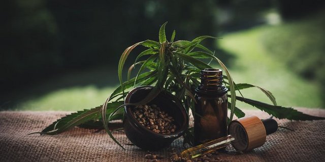 Ab 2021 wird die Produktion von CBD-Hanf, der beispielsweise zur Herstellung von Öl genutzt wird, in der Schweiz möglich. (Bild Pixabay) 