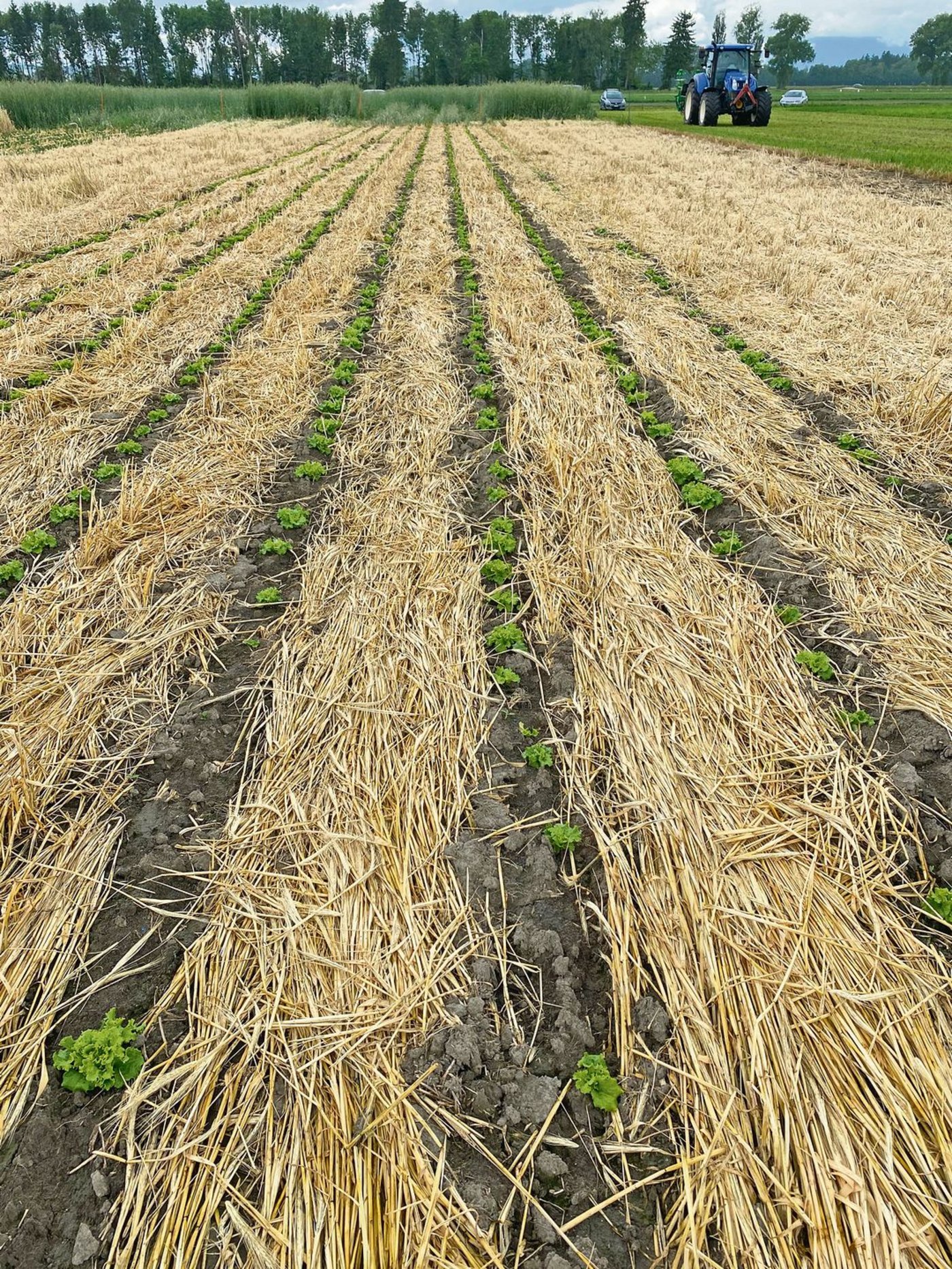 Auf dem Gelände der Justizvollzugsanstalt Witzwil in Gampelen BE wurde eine Demofläche mit Salat im Strip-Till-Verfahren angelegt. So richtig gut entwickeln wollten sich die Köpfchen nicht.(Bilder jw)