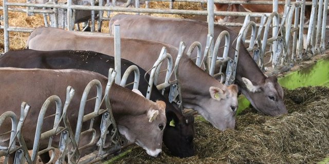 Fütterung mit wenig Kraftfutter lohnt sich. (Bild Ruth Aerni)