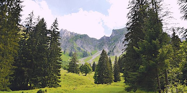 Nimmt die Wolfspopulation unbegrenzt zu, werden viele Alpen nicht mehr bestossen und ihrem Schicksal überlassen. Für die Biodiversität wäre das eine Katastrophe. (Bild Peter Fankhauser)