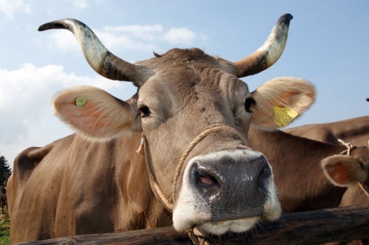 Nur eine Minderheit der Kühe hat noch Hörner. (Bild Max Spälti/landwirtschaft.ch) 