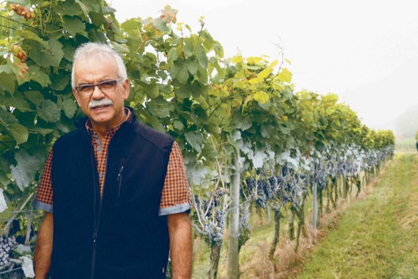  Die mit Kaolin gespritzten Trauben auf dem Betrieb von Markus Frei sehen etwas ungewohnt aus. (Bild chw)