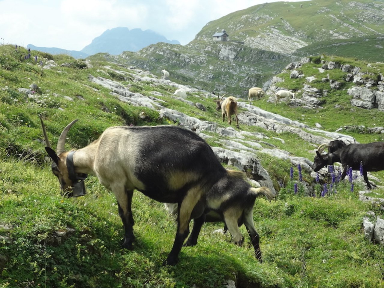 Auch in Liechtenstein müssen Ziegen und Schafe, die den Sommer auf Alpen verbringen, neu in der Tierverkehrsdatenbank registriert sein. (Bild BauZ)