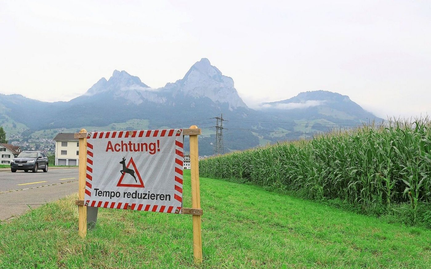 Warnschild bei einer Strasse bei Schwyz-Brunnen wegen des möglichen Austritts von Hirschen aus dem Maisfeld. 