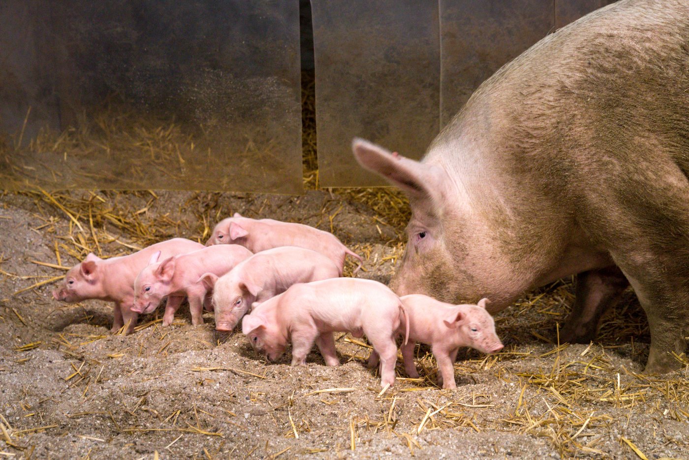 Gemeinsam können die Muttersauen mit ihren Ferkeln wühlen. (Bild WUR)