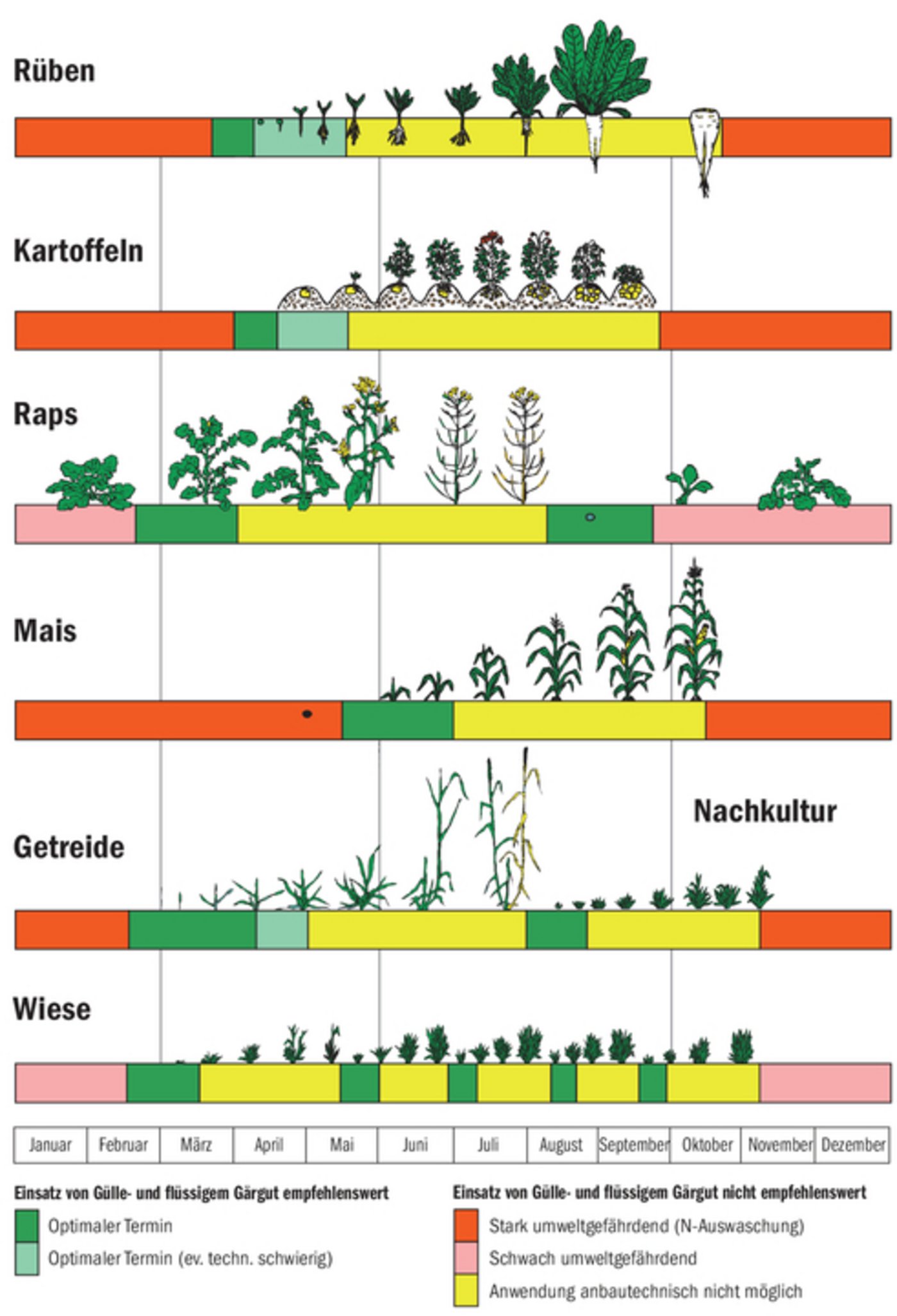 Der Stickstoff in der Gärgülle wird besonders gut von wachsenden Kulturen aufgenommen.  
