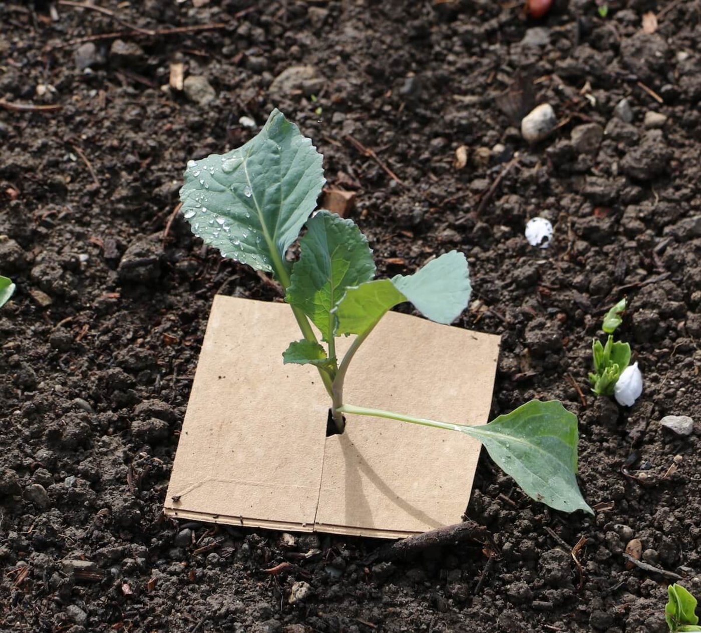 Pflanzenschutz im Garten: Ein Kohlkragen aus Karton hält Kohlfliegen von der Eiablage ab. (Foto: Eveline Dudda)