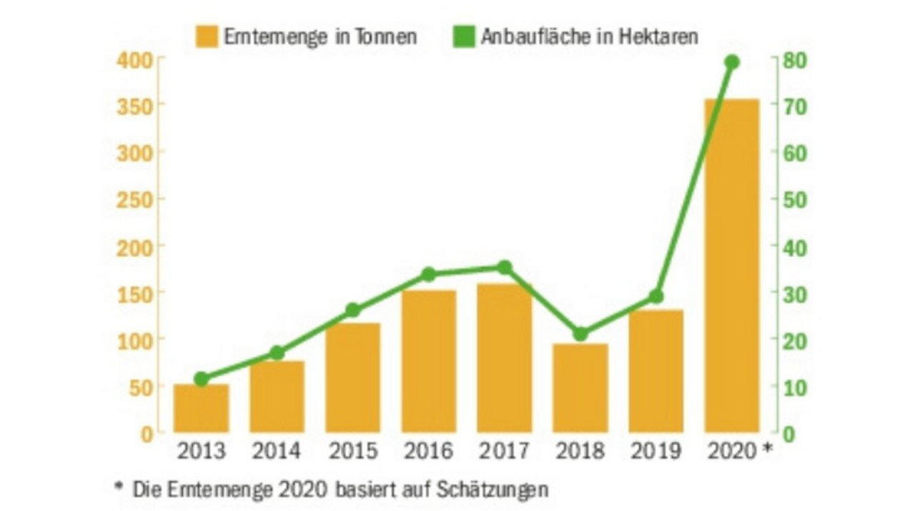 Die IG Mittellandmalz betreut 2020 ein Vielfaches an Flächen, da sie mit IP Suisse kollaboriert. (Bild BauZ)