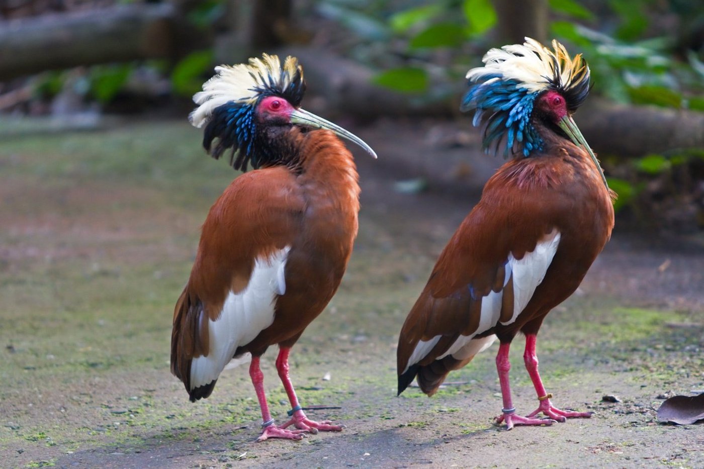 Mähnenibise im Masoala-Regenwald im Zoo Zürich. (Bild Zoo Zürich, Enzo Franchini) 