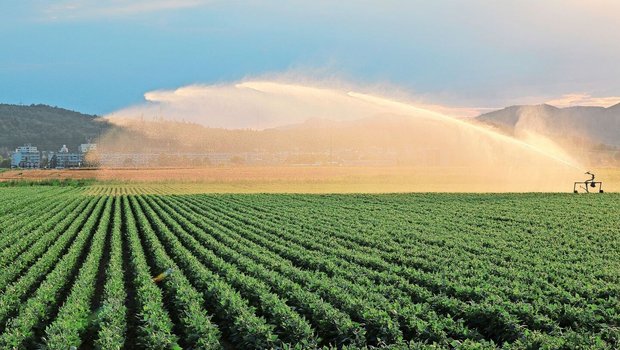 Viele Kulturen sind Viele Kulturen sind auf Bewässerung angewiesen. Mit der Luzerner Wasserstrategie sollen Nutzungskonflikte um Trinkwasser möglichst verhindert werden.