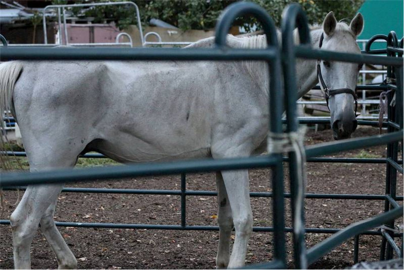 93 Pferde aus Hefenhofen TG sollen am Donnerstag auf dem Gelände des Kompetenzzentrum Veterinärdienst und Armeetiere in Sand, Schönbühl BE verkauft werden. (Bild obs/Schweizer Tierschutz STS)