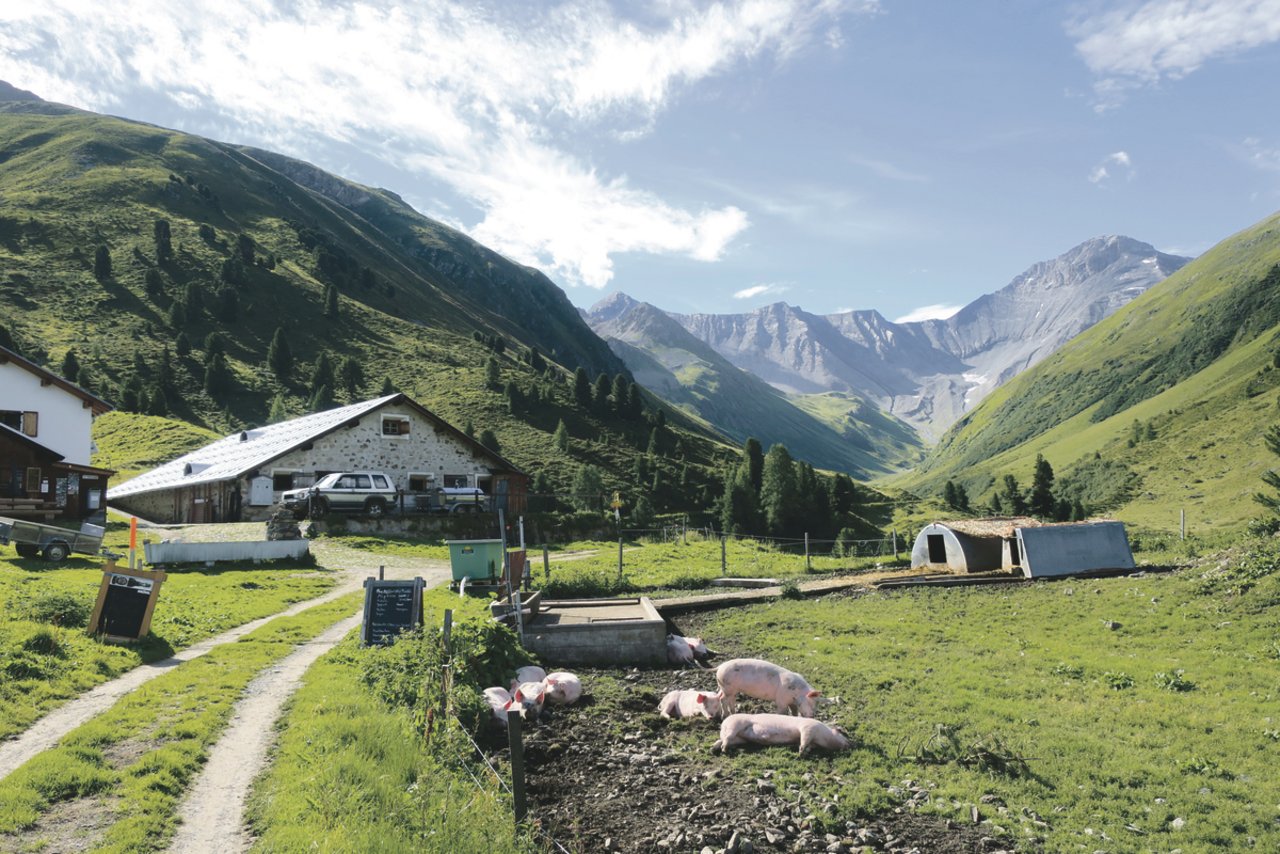 Eine Alp, wie man sie sich vorstellt, wenn man im Tal unten von einer Alpsaison träumt: Schöne Berge, grüne Matten und glückliche Tiere.(Bild Esther Thalmann)