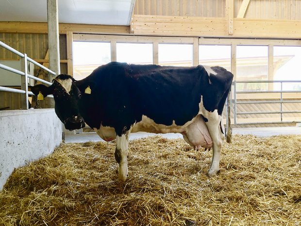 Ru Ro We Spock Sandra ist die leistungsstärkste noch lebende Holsteinkuh des Landes. (Bild Alfred Rüssli)
