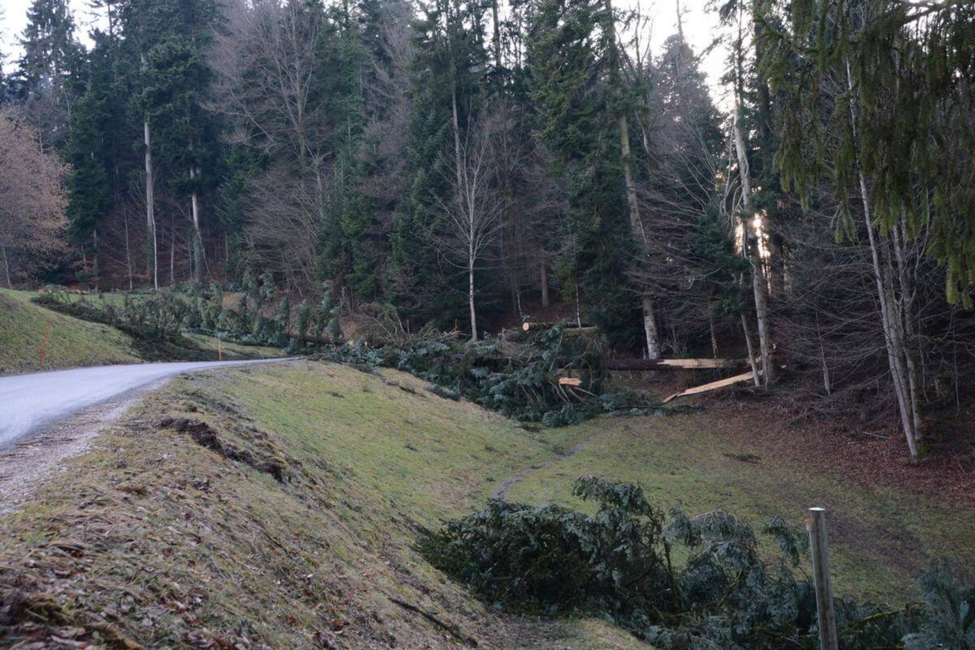 Ein Sturm richtet im Wald viel Schaden an, kann im Nachhinein aber auch Positives bewirken. (Symbolbild Archiv BauZ)
