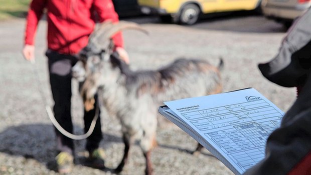 Ab 2026 werden vom Bund nur noch züchterische Massnahmen finanziell unterstützt, die wissenschaftlich fundiert sind und dem Stand der Technik entsprechen. 