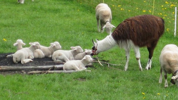  Amigo hat seine Herde im Griff. Die Muttertiere lassen ihn problemlos gewähren, wenn er sich den Jungtieren nähert. Nähern sich fremde Hunde der Herde, schirmt Amigo die Schafe ab. (Bilder: zVg/jsc)