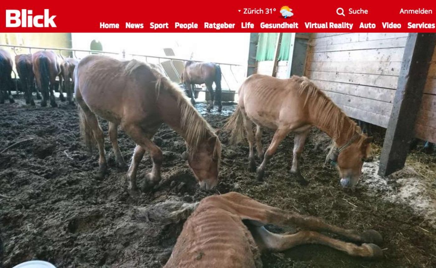 Auf dem Hof wurden ein aufgedunsener Kadaver eines Pferdes, ein totes Tier mit aufgerissenen Nüstern und bis auf die Knochen abgemagerte Pferde gefunden. (Screenshot blick.ch)