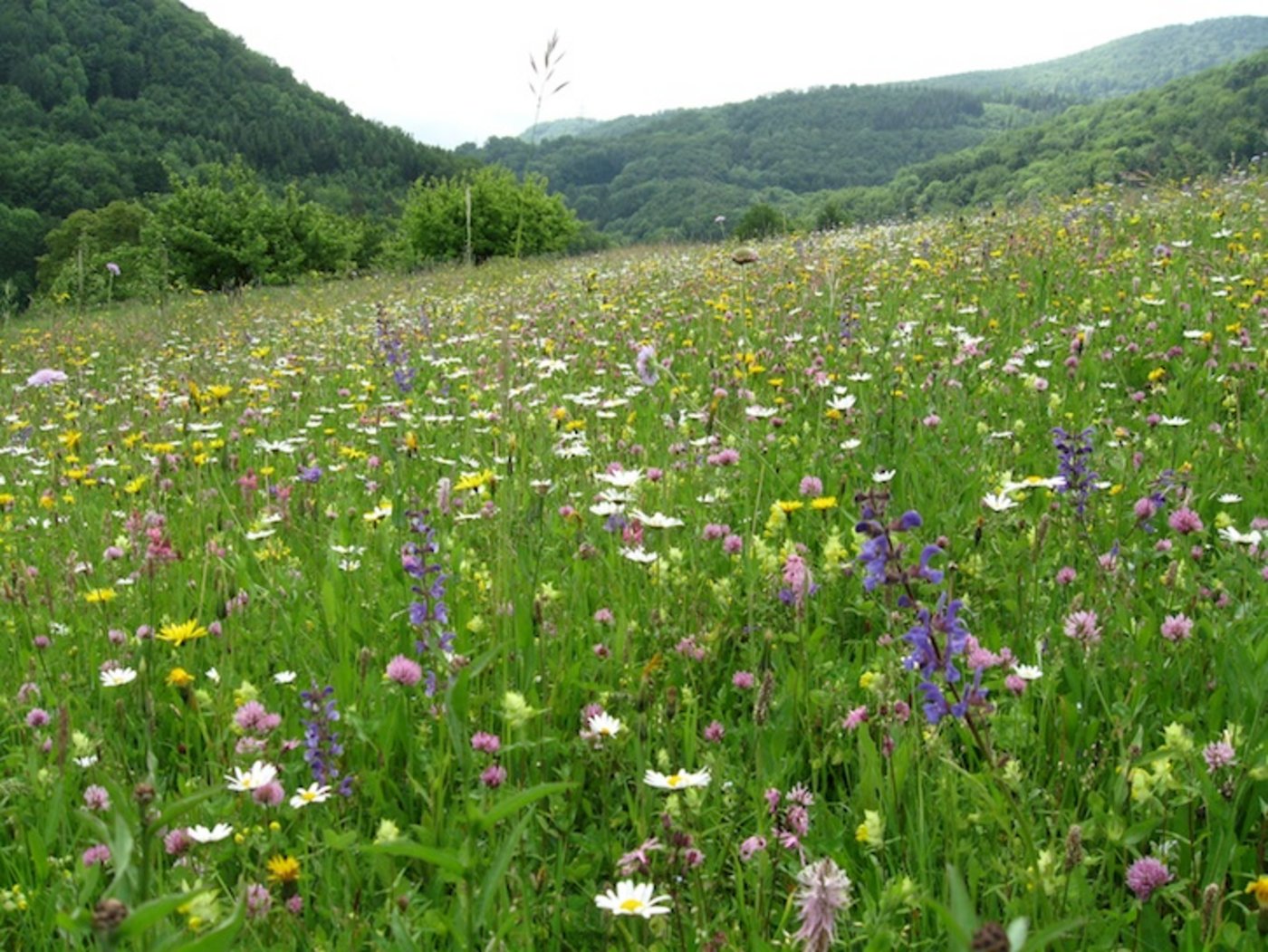 Botanische Qualität ist gefragt. (Bild zVg)