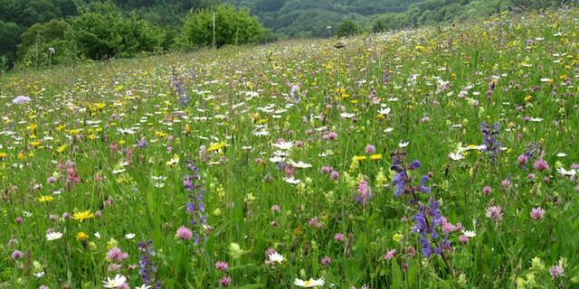 Botanische Qualität ist gefragt. (Bild zVg)