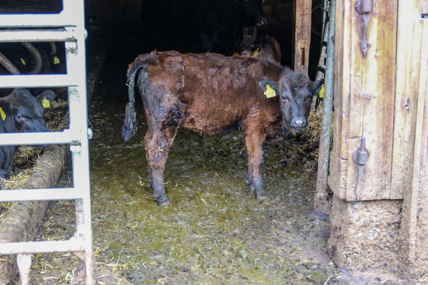 Verdeckte Aufnahmen aus dem Juni 2019 der Organisation zeigen, dass der Stall sehr verdreckt ist. (Bild zVg)