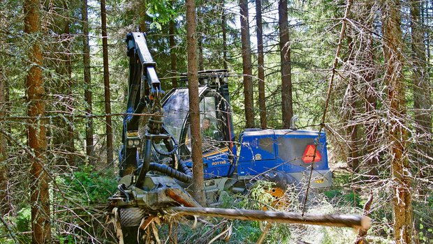 Für die Sägewerke muss Frischholz geschlagen werden. Trotzdem müssen die Waldbesitzer vor der Nutzung unbedingt beachten, dass Absatz und Preis gesichert sind. (Bild Hans Rüssli)