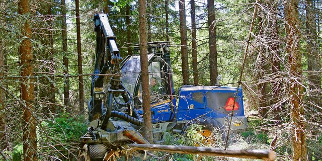 Für die Sägewerke muss Frischholz geschlagen werden. Trotzdem müssen die Waldbesitzer vor der Nutzung unbedingt beachten, dass Absatz und Preis gesichert sind. (Bild Hans Rüssli)