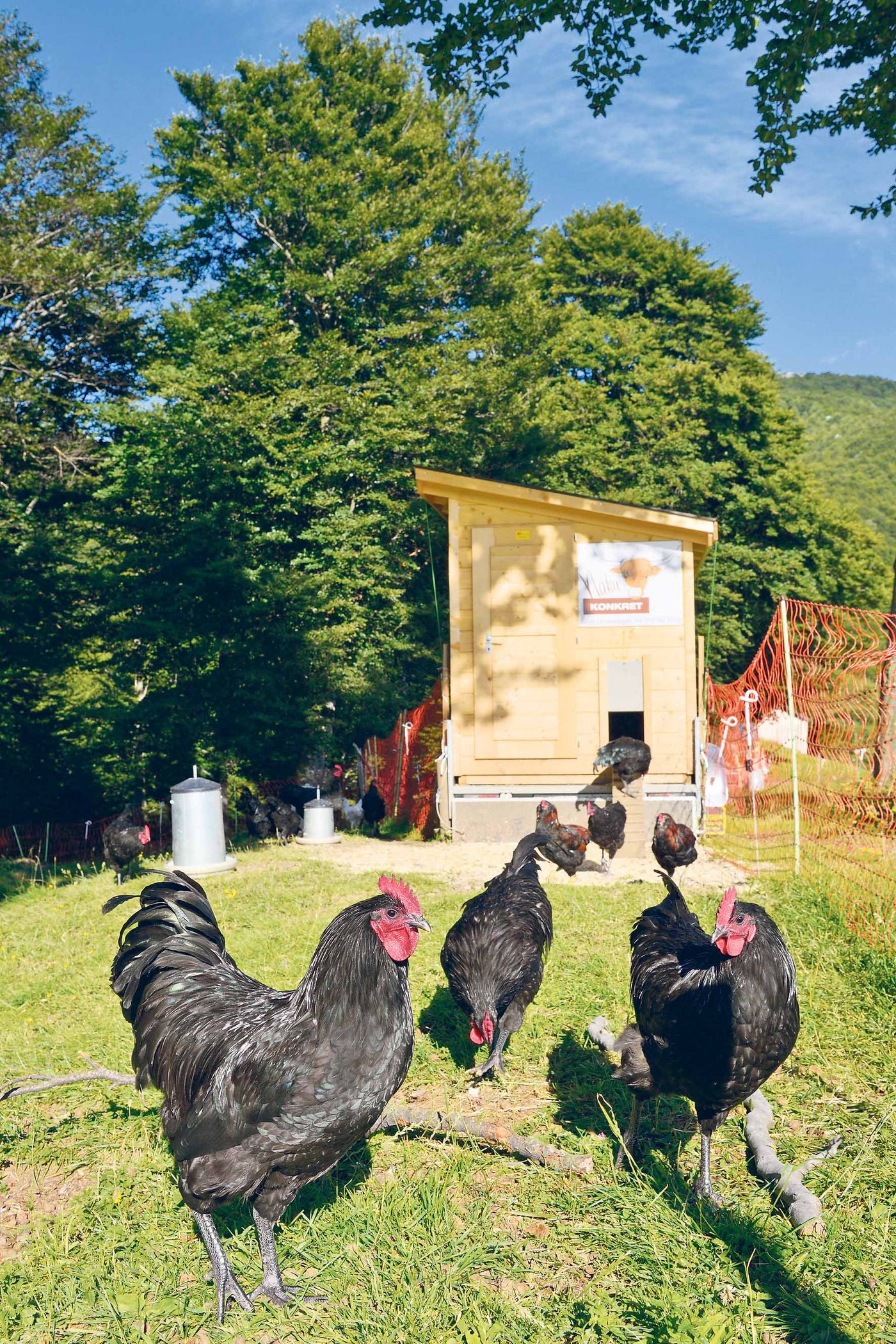 Mit seinen Wiesengüggeli sorgte Guido Leutenegger jüngst für Schlag­zeilen. Er legte sich mit dem Geflügelproduzenten Wiesenhof an. Guido Leutenegger ...