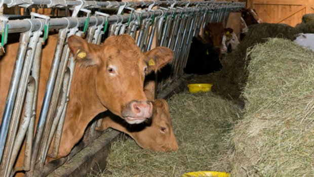Was dürfen Bio-Kühe fressen und vor allem, wie viel Kraftfutter darf in der Ration sein? Diese Frage treibt am Mittwoch die Delegierten von Bio Suisse um. (Bild Miriam Kolmann) 