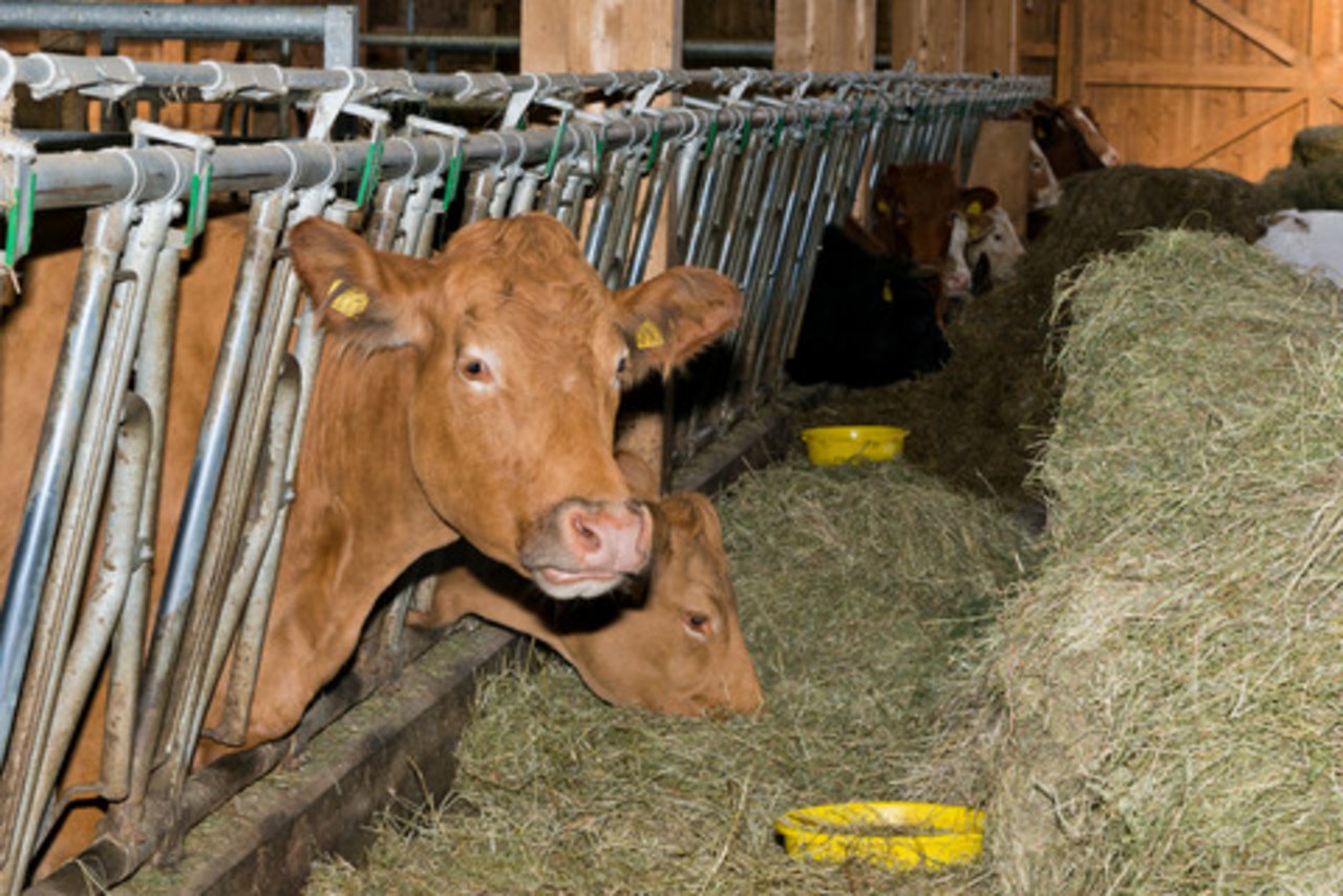 Was dürfen Bio-Kühe fressen und vor allem, wie viel Kraftfutter darf in der Ration sein? Diese Frage treibt am Mittwoch die Delegierten von Bio Suisse um. (Bild Miriam Kolmann) 
