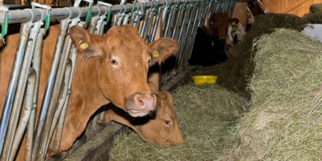 Was dürfen Bio-Kühe fressen und vor allem, wie viel Kraftfutter darf in der Ration sein? Diese Frage treibt am Mittwoch die Delegierten von Bio Suisse um. (Bild Miriam Kolmann) 