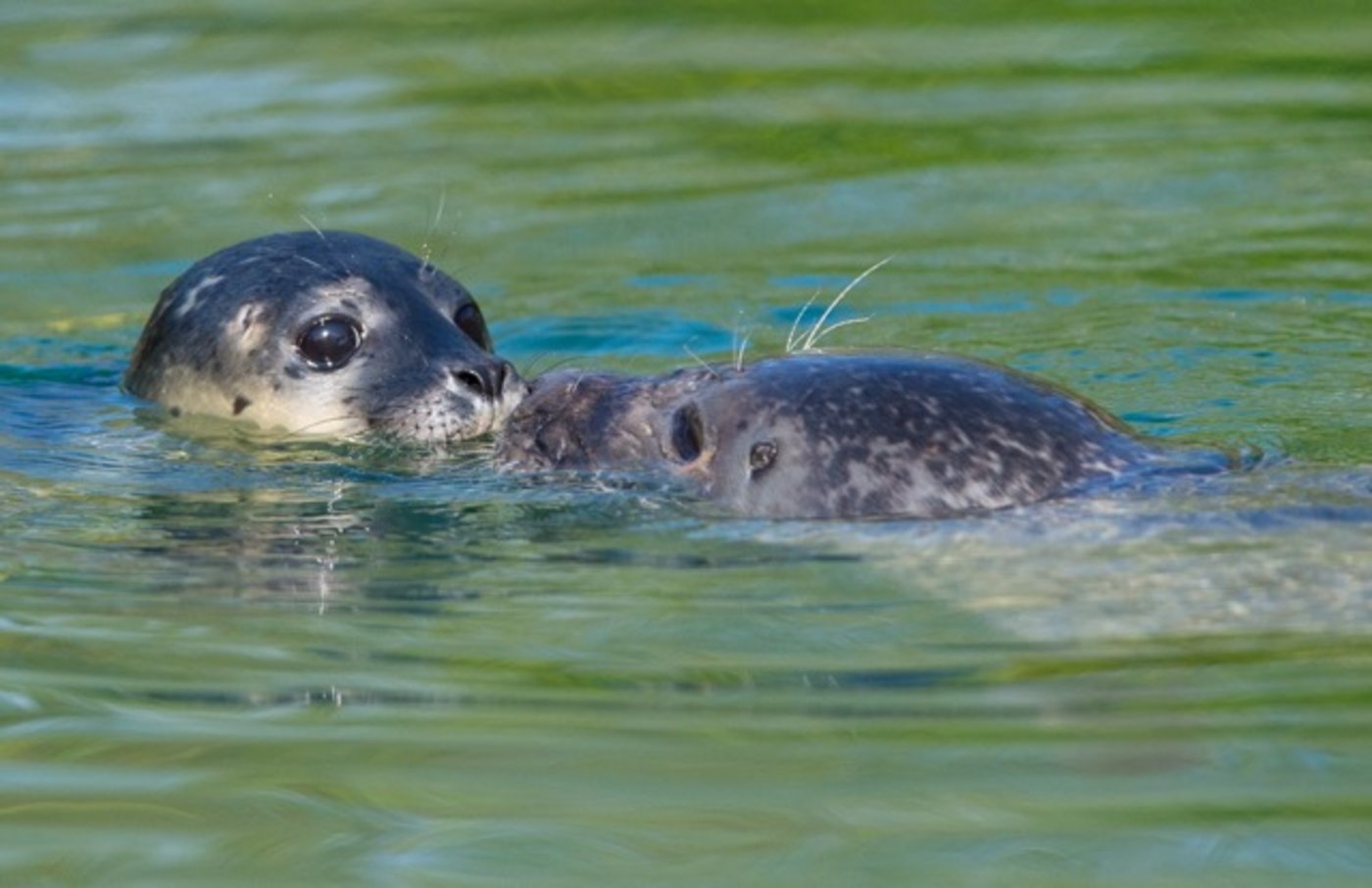 Die Seehunde-Babys schwimmen bereits umher. (Bild zVg)