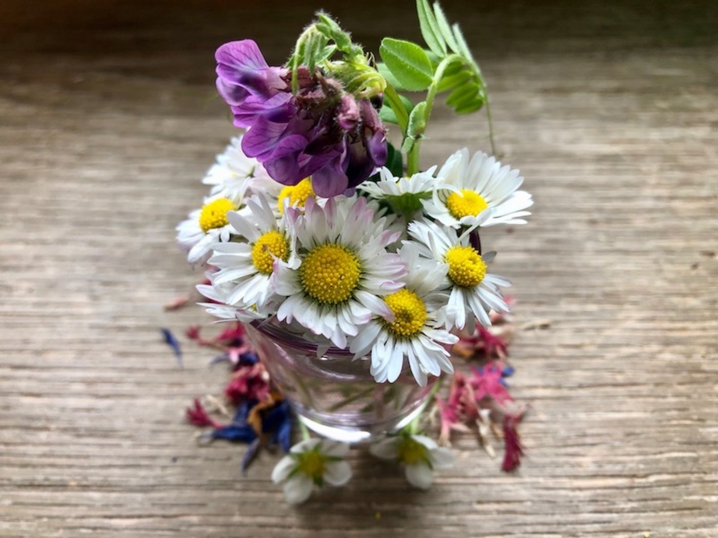 Gänseblümchen und Zaunwicke sehen nicht nur in der Vase hübsch aus, sie sind essbar.