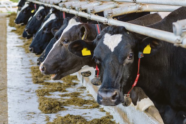 Kühe kriegen Gesellschaft: Der Bundesrat führt per 1. Januar die Tierverkehrsdatenbank für Schafe und Ziegen ein. (Bild hja)