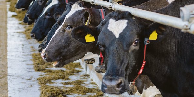 Kühe kriegen Gesellschaft: Der Bundesrat führt per 1. Januar die Tierverkehrsdatenbank für Schafe und Ziegen ein. (Bild hja)