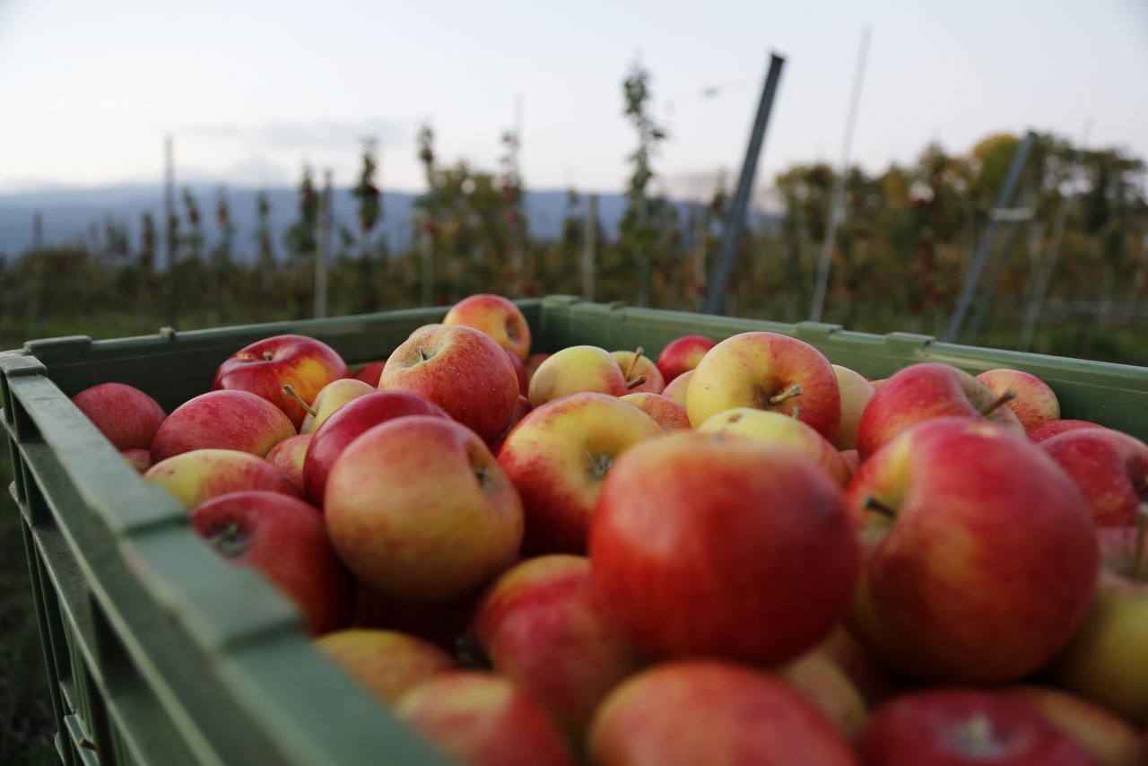 Die Apfelernte 2015 liegt etwa auf Vorjahresniveau. (Bild lid)