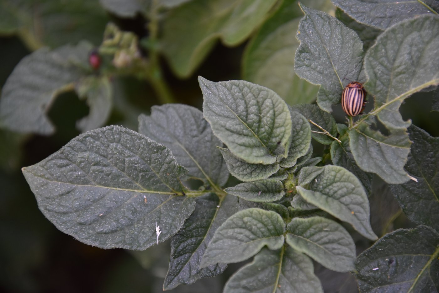 Kartoffelkäfer am Werk. Das Handelsmittel Novodor ist bereits ausverkauft. (Bild Bauernzeitung/Sera Jane Hostettler)