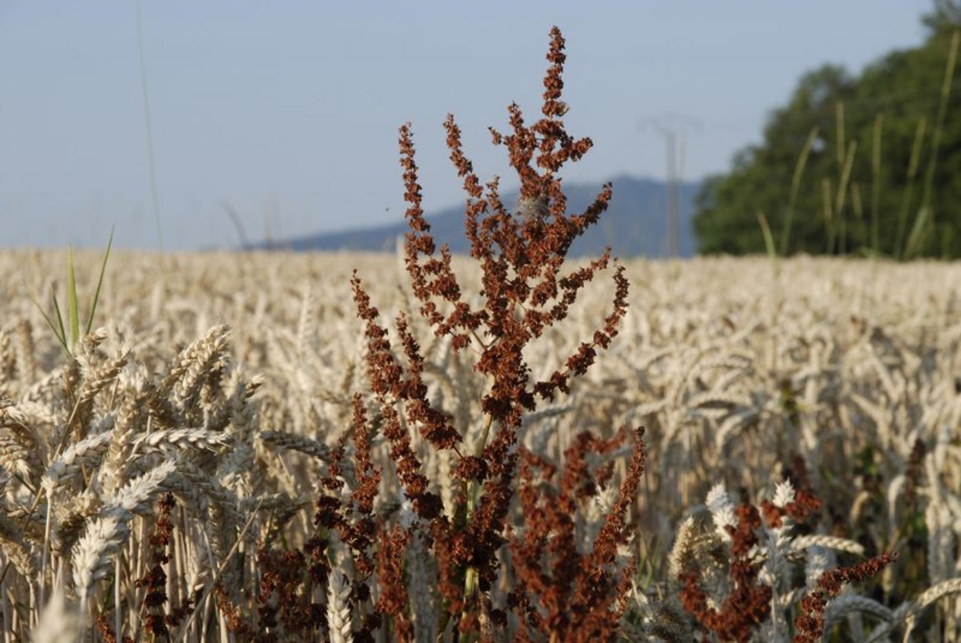 Für das Auftreten von Unkraut (hier eine Blacke im Weizenfeld) gibt es immer einen Grund. Er liegt im Bodenleben. (Bild die grüne)