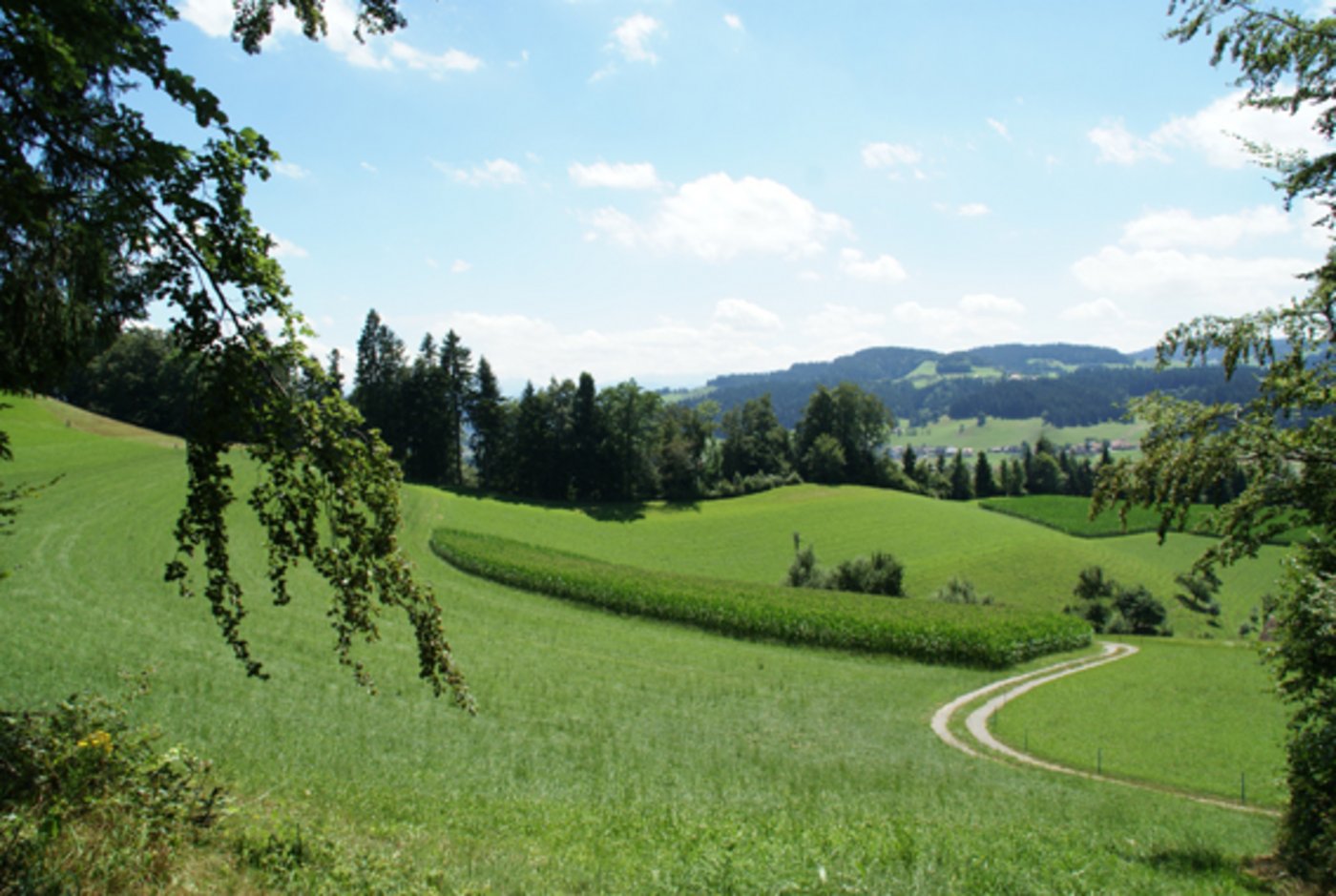 Den Ausblick geniessen und im Schutz der schattenspenden Bäumen mehr über die Bedeutung von Wald und Holz in der Landwirtschaft lernen: Idylle pur. (Bilder kl)