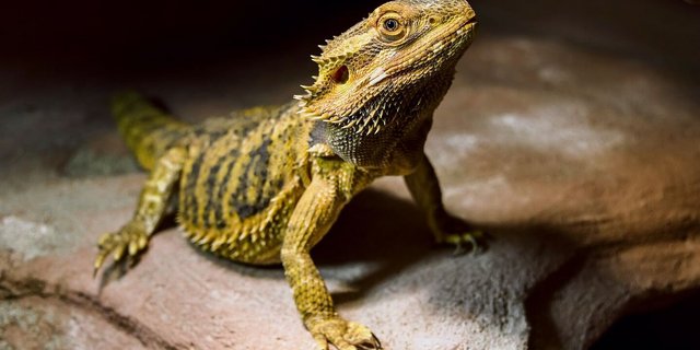 Bartagamen schätzen unterschiedlich hohe Plätze auf Felsaufbauten.