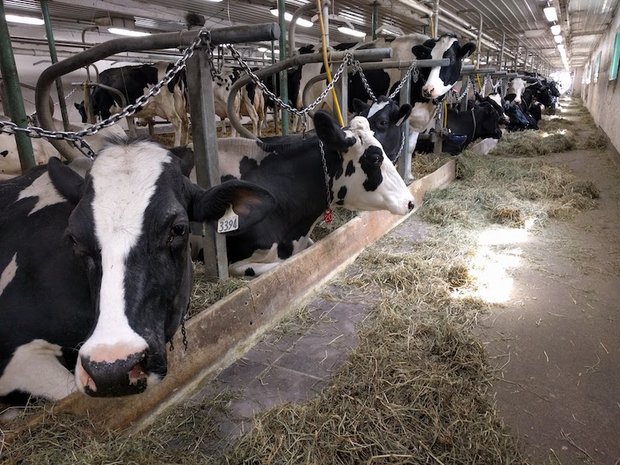 Die Trockenheit und der Mangel an Heu könnte kanadischen Kühen ans Lebendige gehen. (Symbolbild sbu)