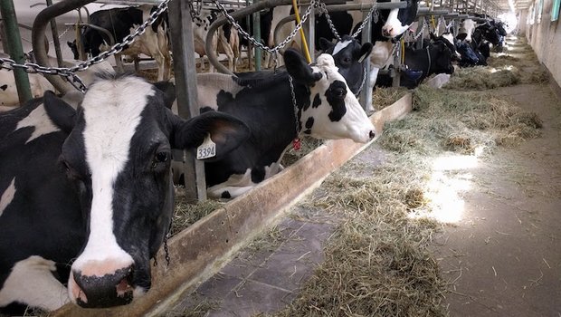 Die Trockenheit und der Mangel an Heu könnte kanadischen Kühen ans Lebendige gehen. (Symbolbild sbu)