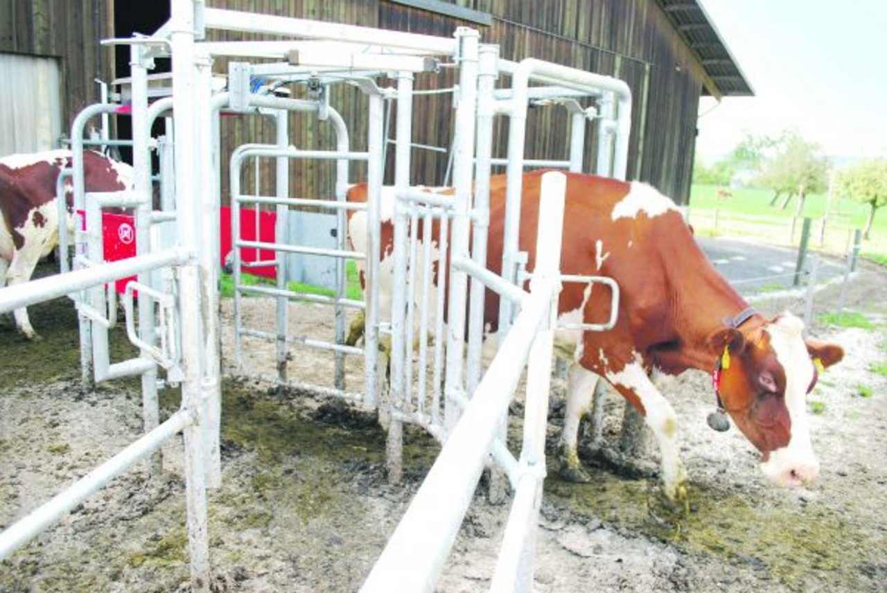 Das Selektionstor steuert für die Kühe den richtigen Zugang zur Weide. (Bilder Peter Fankhauser)