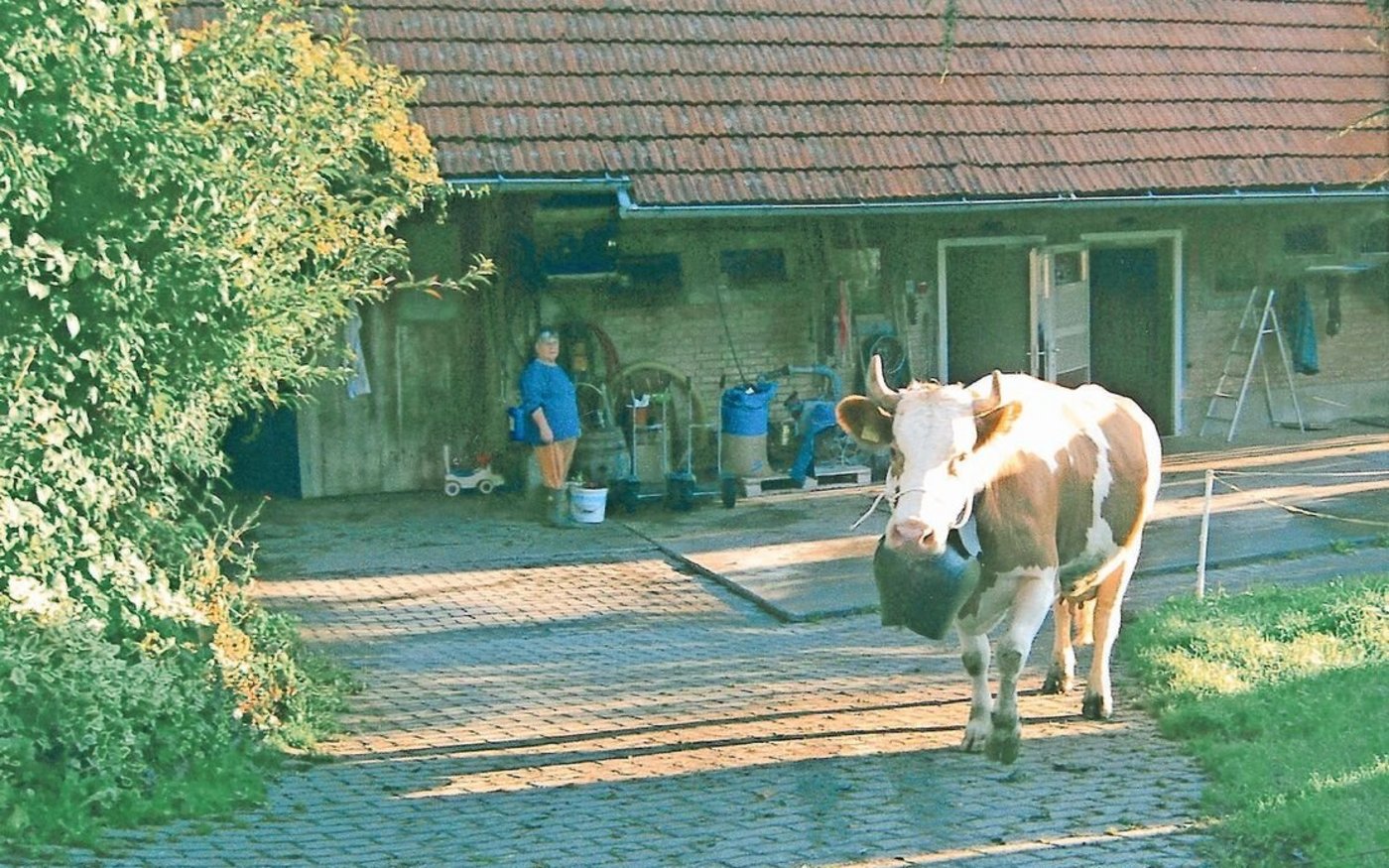 Mit Treichel und stolzen Schrittes geht es zur Viehschau.