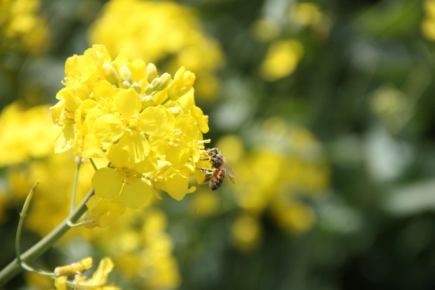 Die Unterschiede von Honig- zu Wildbienen Honig- und Wildbienen haben unterschiedliche Lebensarten. (Bild aw)