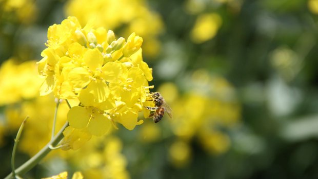 Honig- und Wildbienen haben unterschiedliche Lebensarten. (Bild aw)