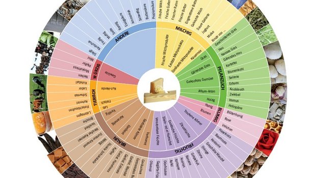 Wie schmeckt der Käse? Geschmack und Aroma sind schwer zu beschreiben, Aromaräder geben eine Auswahl an passenden Begriffen dafür. (Bild Agroscope)