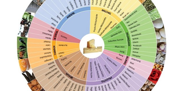 Wie schmeckt der Käse? Geschmack und Aroma sind schwer zu beschreiben, Aromaräder geben eine Auswahl an passenden Begriffen dafür. (Bild Agroscope)