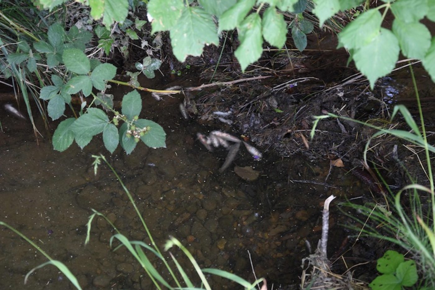 Von einer Baustelle gelang Wasser in den Mühlibach bei Hinterforst SG. (Bild Kapo St. Gallen)