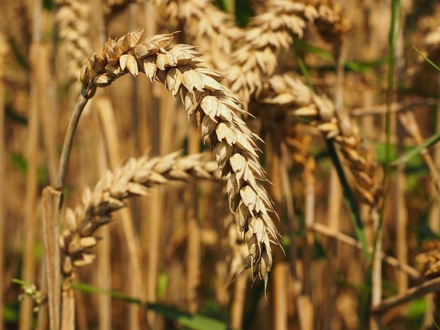Die Erntemenge beim Weizen liegt 2020 unter derjenigen des Vorjahres. (Bild lid)