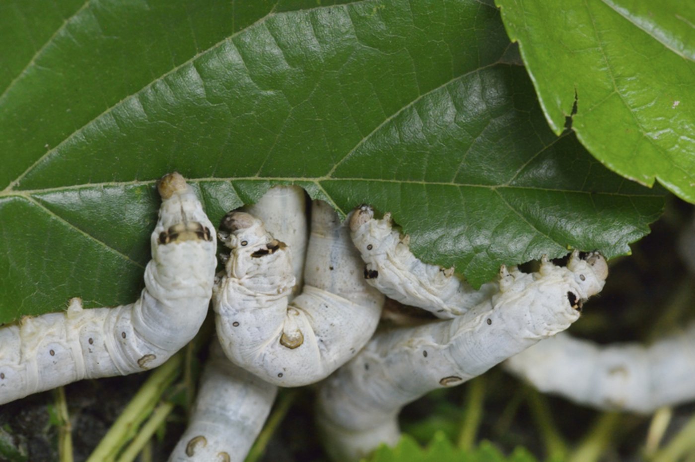 Die Raupen des Maulbeerspinners fressen nur Maulbeer-Blätter. (Bild Swiss Silk)
